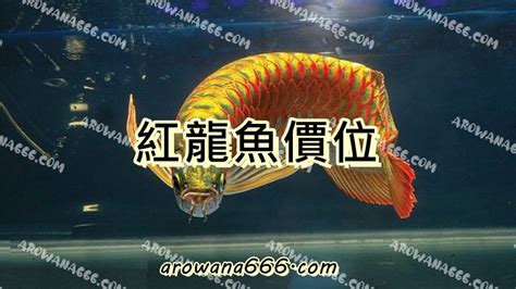 紅龍魚價格|【紅龍魚價格】龍魚品種大揭秘！紅龍魚價格行情，一。